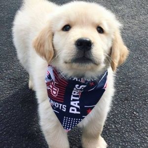 patriots bandana